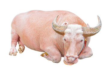 A white buffalo or albino buffalo in Thai temple. isolated on white background. Clipping path.