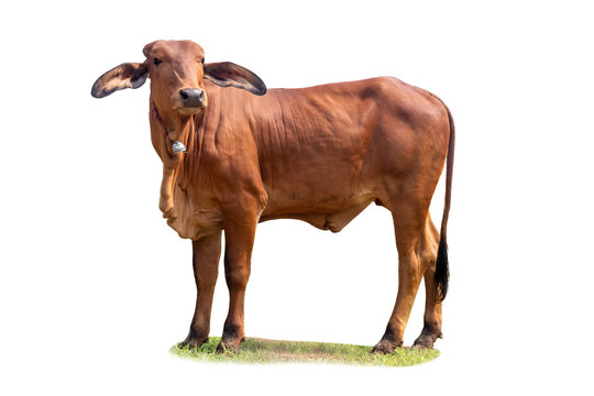 Big red cow isolated from white background
