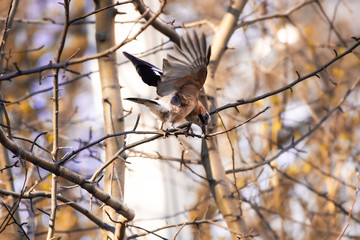 Eurasian Jay bird spread its wings to fly
