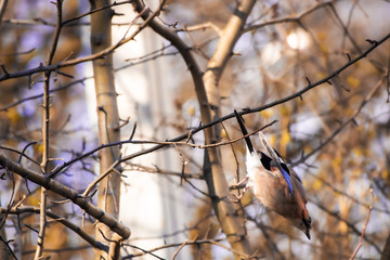 Eurasian Jay bird dives down