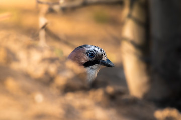 Eurasian jay bird head closeup peeking out