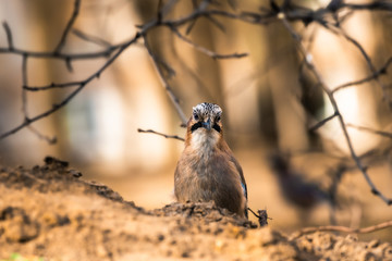 Close-up Eurasian Jay in full growth, spring day