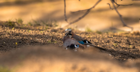 Two eurasian jays share food with each other