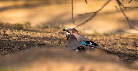 Two eurasian jays share food with each other