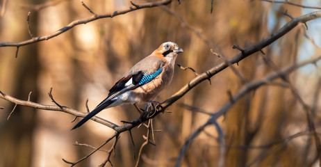 Eurasian jay on branches in beautiful lighting close-up