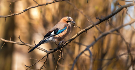 Eurasian jay on branches in beautiful lighting close-up
