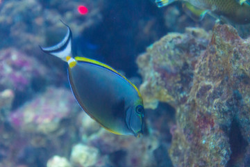 Fototapeta na wymiar Tropical fish in the aquarium