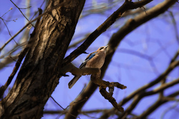 Eurasian Jay on a tree against a beautiful sky