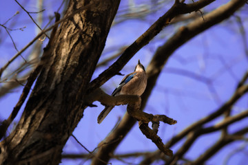Eurasian Jay on a tree against a beautiful sky