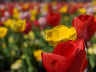 Fototapeta na wymiar close up on red and yellow tulips