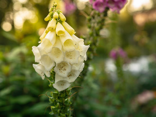 White flowers of foxglove, Digitalis purpurea, poisonous garden plant growing in garden in sunset time, closeup with selective focus and copy space © Marjatta