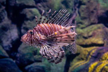 Fototapeta na wymiar Fish the red lionfish in the aquarium 