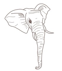 Elephant  sketch tattoo