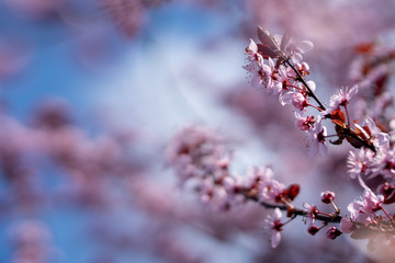 cherry blossom in spring