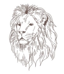 Obraz premium Lion sketch tattoo