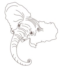 Funny elephant sketch tattoo 