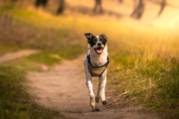 Dog runs in the field with open mouth and jumping, joyful basenji on a walk