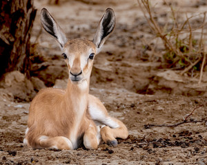 baby springbok lying down 