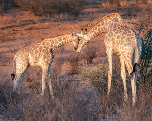 Naklejka na ściany i meble giraffe in the savannah standing head to head with her calve