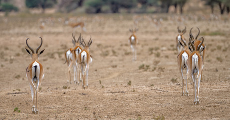 springbok antelopes Kalahari desert South Africa