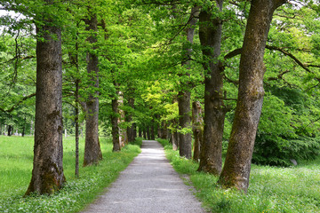 Fototapeta premium picturesque oak alley in spring