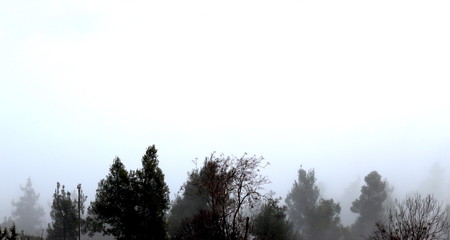 morning fog in the trees