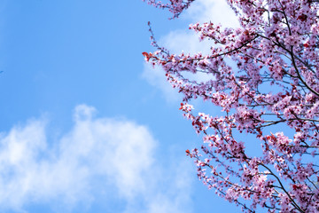Cherry blossom and sky