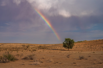 Fototapeta na wymiar rainbow over the desert