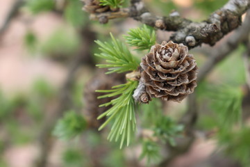 Closeup of a pine cone of my bonsai larch