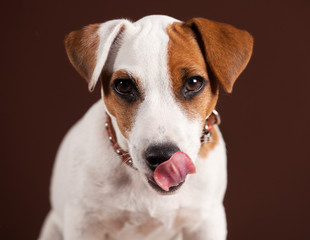 Licking dog on brown background