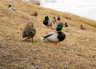 Wild ducks and drakes on the riverbank in spring.