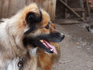 Mongrel dog on a chain. Portrait of a dog in profile. Village dog.
