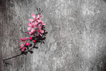 pink flower on a gray background.art background.