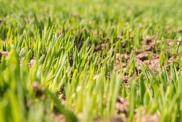 ecological, floral, season, beautiful, outdoors, macro, land, cultivation, food, botany, close-up, fresh, growth, ground, plant, leaf, nature, sprout, green, new, spring, agriculture, summer, soil, ru