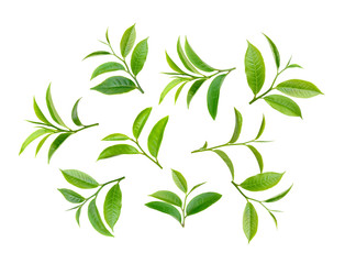 tea leaf on white background