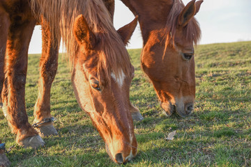 Close up image of a red bay horse grazing in summer pasture