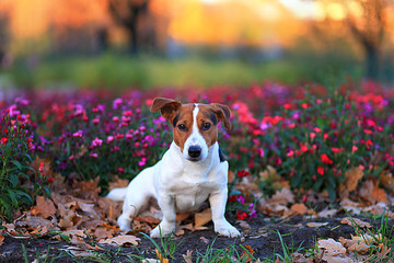 jack russell terrier in autumn park