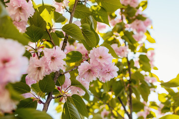 A branch of pink spring blossom. 
Sunny day. Selective focus.