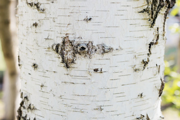 Close up of the birch trunk located on a birchwood background