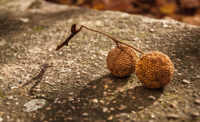 Fruto del platano de sombra