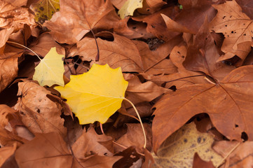 Naklejka na ściany i meble Hoja amarilla entre hojas marrones 