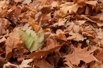 Hojas otoño