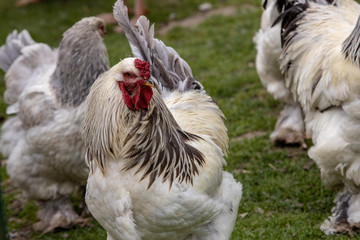 free range chickens in the farm
