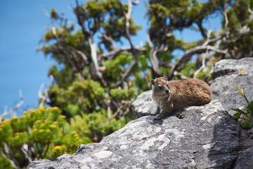 Rock dassie on top of Table Mountain, cape Town South Africa