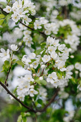 cherry blossom in spring