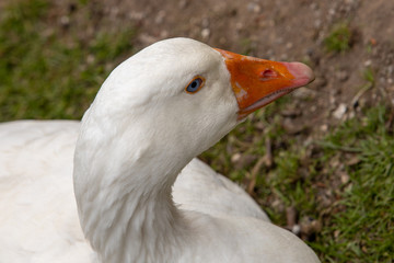 white goose portrait