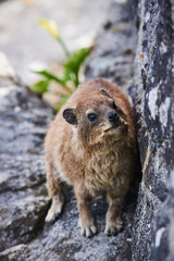 Rock dassie on top of Table Mountain, cape Town South Africa