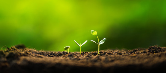 Three saplings are growing on the soil and a natural green background - obrazy, fototapety, plakaty