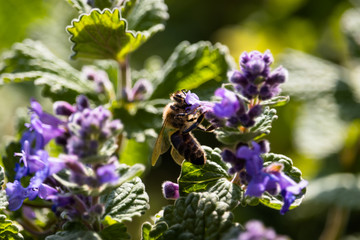 Biene Honigbiene an Katzenminze 