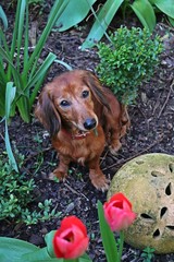 beautiful small red haired dachshound is sitting in the garden
